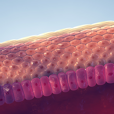 Guide to the Skin's Lipid Barrier