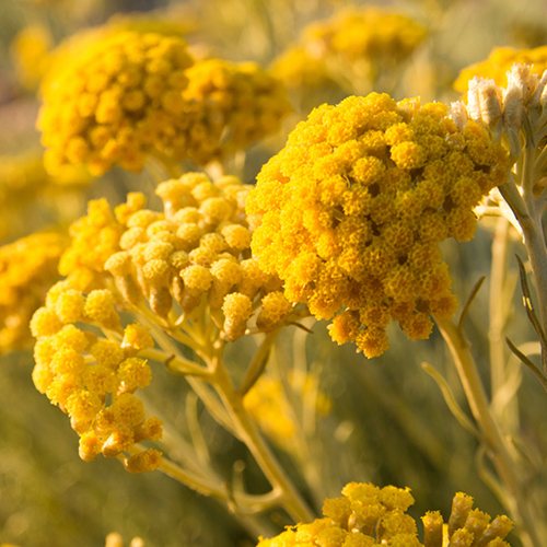 Image of Helichrysum Immortelle used in LEITIN Skincare Holy Face Oil