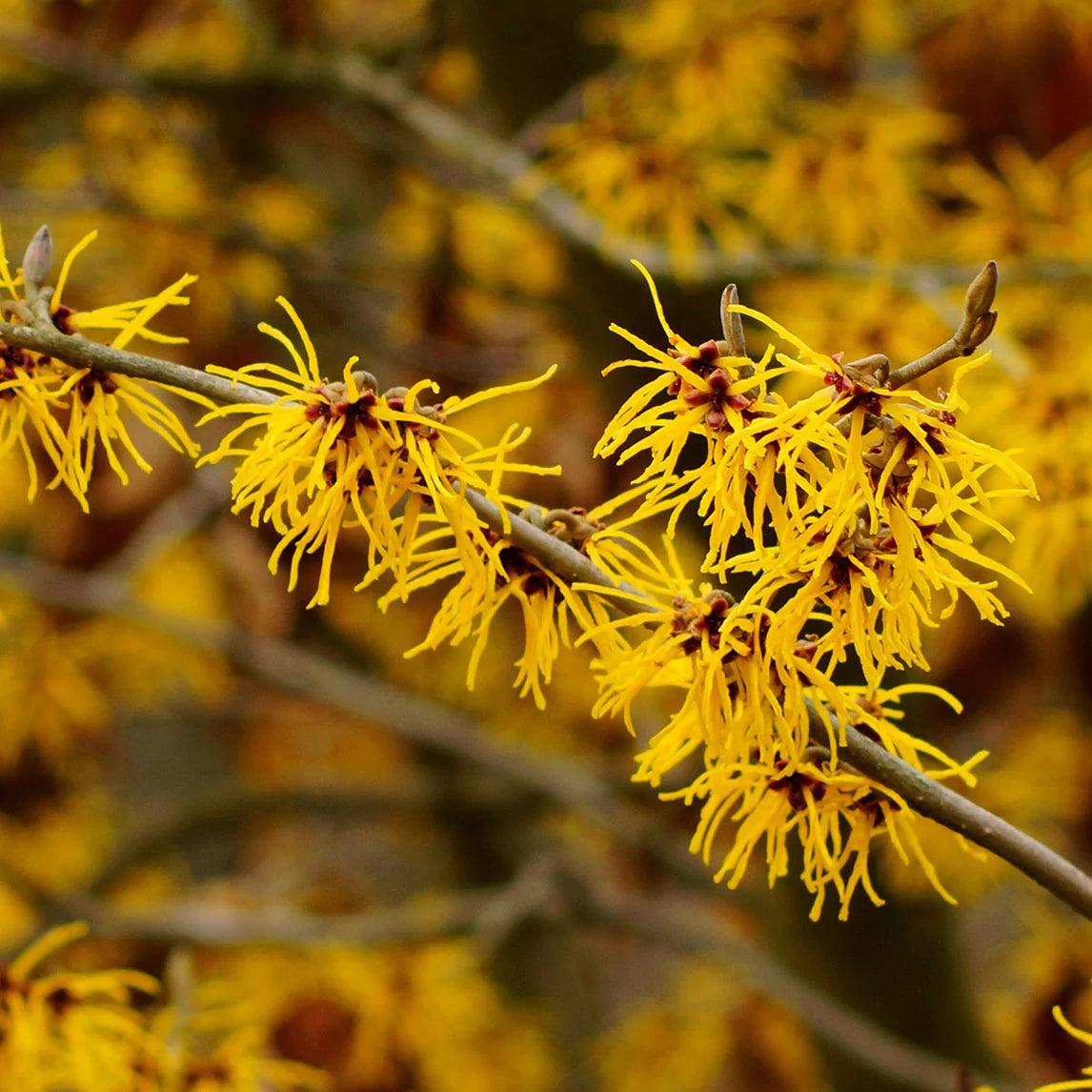 Image of Witchhazel used in LEITIN Skincare