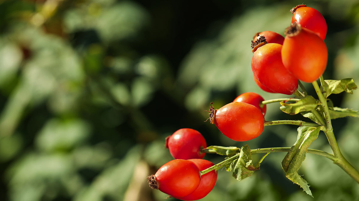 Image of Rosehip, of which the oil from this plant is used in our Holy Face OIl