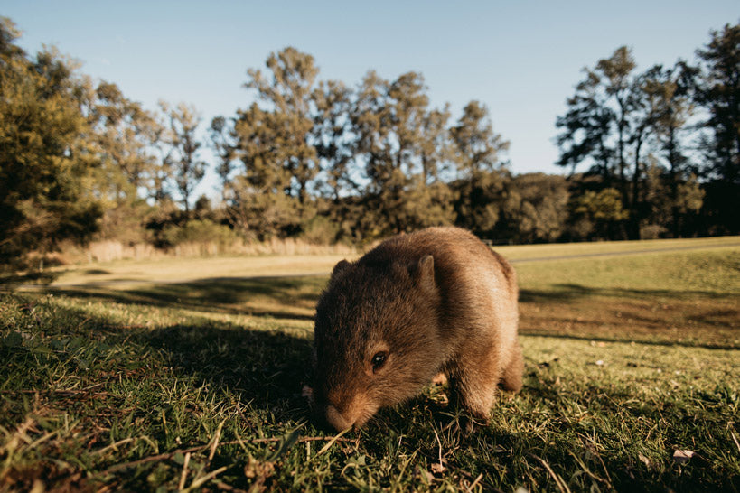 Image of a Wombat